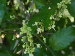 Toechima daemelianum