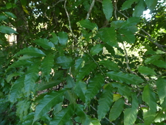 Toechima daemelianum