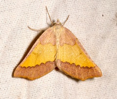 Lychnosea helveolaria