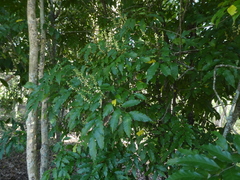 Toechima daemelianum
