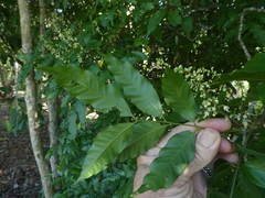 Toechima daemelianum