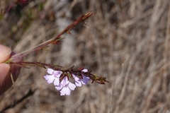 Hemigenia purpurea