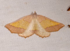 Lychnosea helveolaria