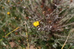 Leysera gnaphalodes