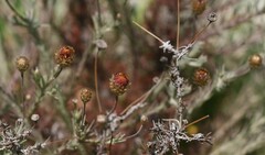 Leysera gnaphalodes