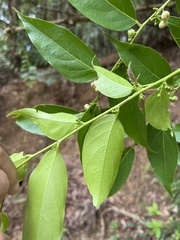 Glochidion zeylanicum