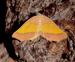 Lychnosea helveolaria