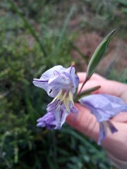 Gladiolus carinatus