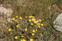 Leysera gnaphalodes