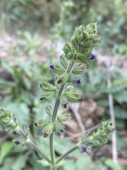 Salvia verbenaca