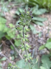 Salvia verbenaca