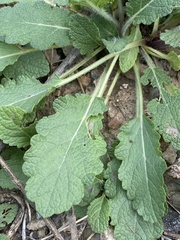 Salvia verbenaca