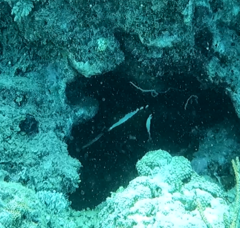 Heniochus varius
