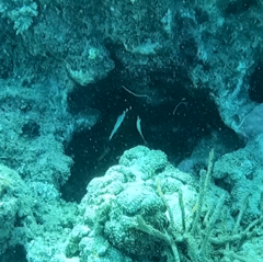 Heniochus varius