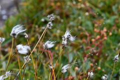 Eriophorum vaginatum