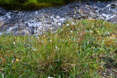 Eriophorum vaginatum