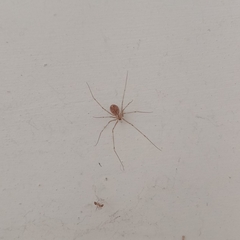 Crossopriza lyoni