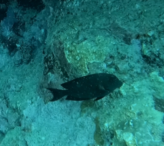 Acanthuridae