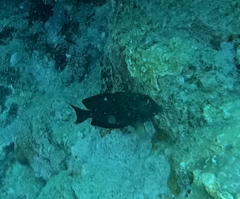 Acanthuridae