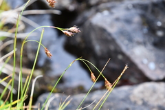 Carex macrogyna