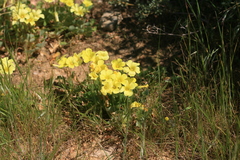 Oxalis compressa