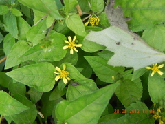 Calyptocarpus vialis