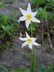 Erythronium montanum