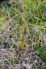 Carex atrofusca