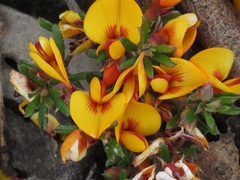 Pultenaea microphylla
