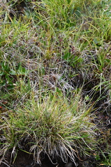 Carex atrofusca