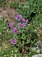Penstemon serrulatus