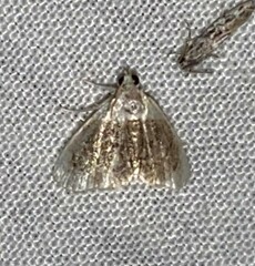 Lipocosmodes fuliginosalis