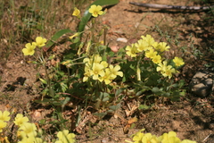 Oxalis compressa