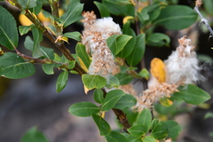 Salix hastata