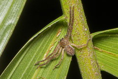 Isopedella flavida