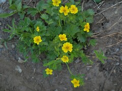 Potentilla flabellifolia