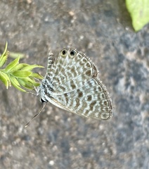 Leptotes pirithous
