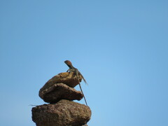 Diporiphora jugularis