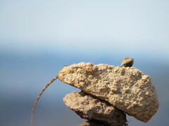 Diporiphora jugularis