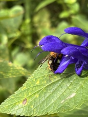 Bombus diversus