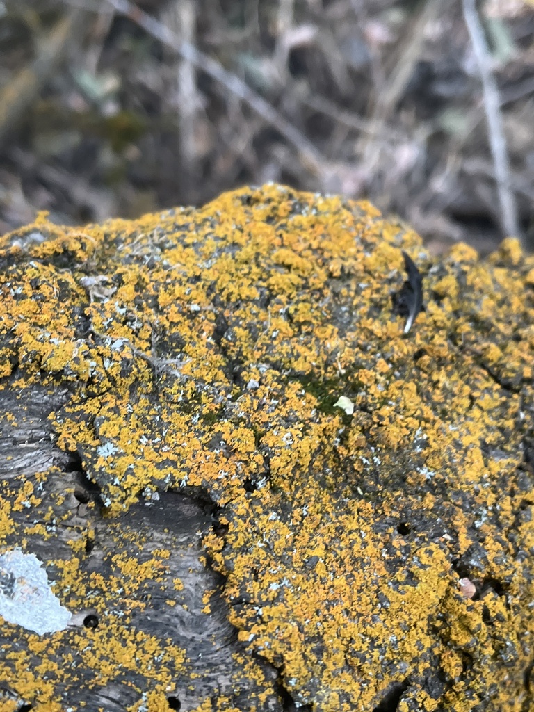 shield lichens, sunburst lichens, rosette lichens, and allies from ...