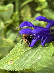 Bombus diversus