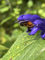 Bombus diversus
