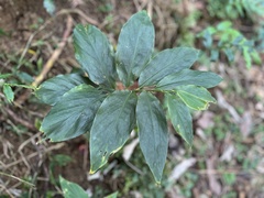 Zingiber kawagoii
