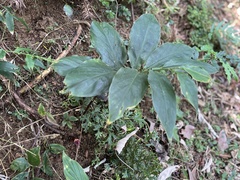 Zingiber kawagoii