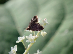 Anthophila fabriciana