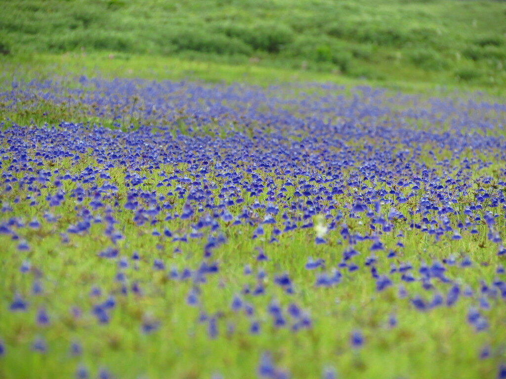 Utricularia graminifolia Vahl 2