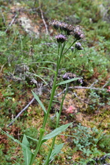 Saussurea parviflora
