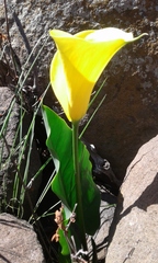 Zantedeschia pentlandii