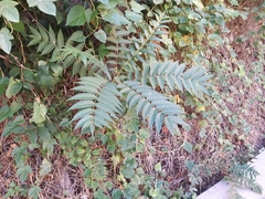 Ailanthus altissima